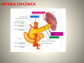 ARTERIA ESPLÉNICA
 