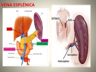 VENA ESPLÉNICA
 