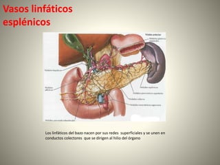 Vasos linfáticos
esplénicos
Los linfáticos del bazo nacen por sus redes superficiales y se unen en
conductos colectores que se dirigen al hilio del órgano
 