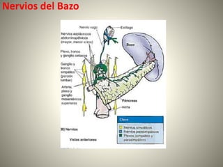 Nervios del Bazo
 