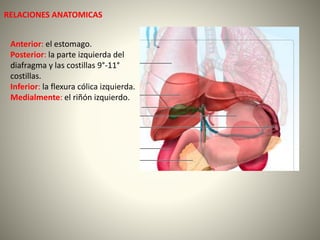 RELACIONES ANATOMICAS
Anterior: el estomago.
Posterior: la parte izquierda del
diafragma y las costillas 9°-11°
costillas.
Inferior: la flexura cólica izquierda.
Medialmente: el riñón izquierdo.
 