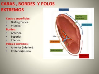 CARAS , BORDES Y POLOS
EXTREMOS
Caras o superficies:
• Diafragmática.
• Visceral.
Bordes:
• Anterior.
• Superior
• Inferior
Polos o extremos:
• Anterior (inferior).
• Posterior(medial
 