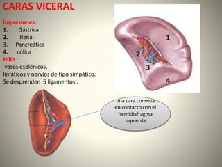 CARAS VICERAL
Impresiones:
1. Gástrica
2. Renal
3. Pancreática
4. cólica
Hilio :
vasos esplénicos,
linfáticos y nervios de tipo simpático.
Se desprenden 5 ligamentos .
una cara convexa
en contacto con el
hemidiafragma
izquierda
 