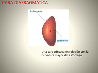 CARA DIAFRAGMÁTICA
Una cara cóncava en relación con la
curvatura mayor del estómago
 