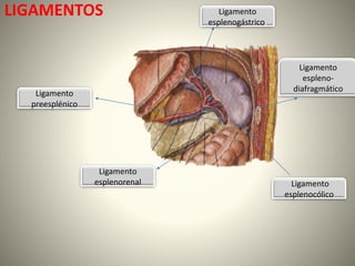LIGAMENTOS
Ligamento
preesplénico
Ligamento
esplenogástrico,
Ligamento
espleno-
diafragmático
Ligamento
esplenocólico
Ligamento
esplenorenal
 