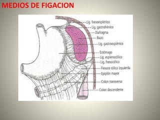 MEDIOS DE FIGACION
 