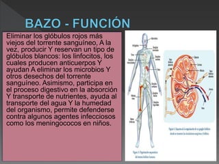 Eliminar los glóbulos rojos más
viejos del torrente sanguíneo, A la
vez, producir Y reservan un tipo de
glóbulos blancos: los linfocitos, los
cuales producen anticuerpos Y
ayudan A eliminar los microbios Y
otros desechos del torrente
sanguíneo. Asimismo, participa en
el proceso digestivo en la absorción
Y transporte de nutrientes, ayuda al
transporte del agua Y la humedad
del organismo, permite defenderse
contra algunos agentes infecciosos
como los meningococos en niños.
 