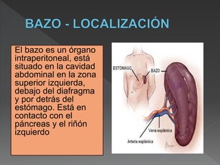 El bazo es un órgano
intraperitoneal, está
situado en la cavidad
abdominal en la zona
superior izquierda,
debajo del diafragma
y por detrás del
estómago. Está en
contacto con el
páncreas y el riñón
izquierdo
 