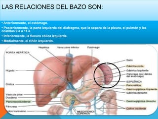 LAS RELACIONES DEL BAZO SON:
• Anteriormente, el estómago.
• Posteriormente, la parte izquierda del diafragma, que le separa de la pleura, el pulmón y las
costillas 9.a a 11.a.
• Inferiormente, la flexura cólica izquierda.
• Medialmente, el riñón izquierdo.
 