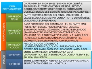 CARA
DIAFRAGMATICA
CARAVISCERAL
IMPRESIÓN
RENAL
IMPRESIÓN
GASTRICA
IMPRESIÓN
COLICA
BORDES
SUPERIOR
INFERIOR
DIAFRAGMA EN TODA SU ESTENSION. POR DETRÁS:
PULMON EN EL TERCIO/MITAD SUPERIOR, RECESO
COSTO-DIAFRAGMATICO EN TODA SU EXTRENSION.
COSTILLA: DESDE EL 8 ESPACIO INTERCOSTAL AL BORDE
INFERIOR DE LA 11 COSTILLAPARTE SUPERO-LATERAL DEL RIÑON IZQUIERDO . A
VECES LLEGA A CONTACTAR CON LA PARTE SUPERIOR DE
LA GLANDILA SUPRERRENAL
CARA PORTERIOR DEL ESTOMAGO . EN SU PARTE MAS
POSTERIOR ESTA EL HILIO ESPLENICO. UNIDA AL
ESTOMAGO POR EL LIGAMENTO GASTRO ESPLENIOCO
(RAMAS GASTRICAS CORTAS Y GASTROPIPOLICA
IZQUIERDA DE LA ARTERIA ESPLENICA) , Y A LA COLA DEL
PANCREAS/PAERD ABDOMINAL POSTERIOR POR EL
LIGAMENTO ESPLENORRENAL (CON LOS VASOS
ESPLENICOS)ANGULO COLICO IZQUIERDO Y
LIGAMENTOFRENICO_COLICO . POR ENCIMA Y POR
DENTRO DEL ANGULO COLICO , CONTACTA LA COLA DEL
PANCREASENTRE LA IMPRESIÓN GASTRICA Y LA CARA
DIAFRAGMATICA . ESTA EN RELACION CON LA PLERA Y EL
PULMON IZQUIERDO
ENTRE LA IMPRESIÓN RENAL Y LA CARA DIAFRAGMATICA.
SE PROYECTA SOBRE LA 11 COSTILLA
 