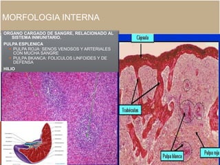 MORFOLOGIA INTERNA
ORGANO CARGADO DE SANGRE, RELACIONADO AL
SISTEMA INMUNITARIO.
PULPA ESPLENICA
 PULPA ROJA: SENOS VENOSOS Y ARTERIALES
CON MUCHA SANGRE
 PULPA BKANCA: FOLICULOS LINFOIDES Y DE
DEFENSA
HILIO
 TRABECULAS DEL TEJIDO CONJUNTIVO
 VASOS ESPLENICOS.
 