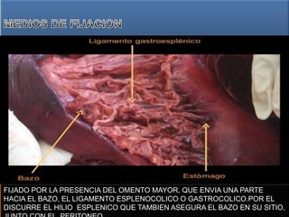 FIJADO POR LA PRESENCIA DEL OMENTO MAYOR, QUE ENVIA UNA PARTE
HACIA EL BAZO, EL LIGAMENTO ESPLENOCOLICO O GASTROCOLICO.POR EL
DISCURRE EL HILIO ESPLENICO QUE TAMBIEN ASEGURA EL BAZO EN SU SITIO,
 