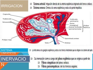 IRRIGACION
SISTEMA
LINFATICOS
INERVACIO
N
 