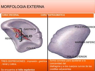MORFOLOGIA EXTERNA
CARA VISCERAL CARA DIAFRAGMATICA
forma convexa para ajustarse a la
concavidad del
diafragma y a los cuerpos curvos de las
costillas adyacentes
TRES DEPRESIONES : impresión gastrica
, renal y colica.
Se encuentra el hilio esplenico
GASTRICA
RENAL
COLICA
POLO POSTERIOR
MARGEN INFERIO
POLO ANTERIOR
HILIO
 