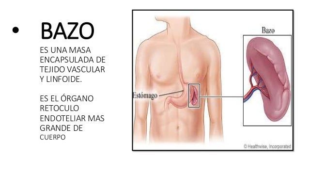 Bazo Anatomía