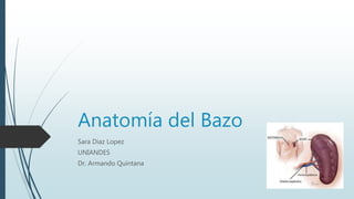 Anatomía del Bazo
Sara Diaz Lopez
UNIANDES
Dr. Armando Quintana
 