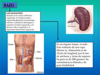 BAZO
Es un órgano impar, ovoide .
Esta rodeado de una capa
fibrosa su dimensión es de
12cms de longitud, por 8 cms
de anchura, y 4cms de espesor.
Su peso es de 200 gramos. Su
consistencia es blanda y de
gran friabilidad.
LOCALIZACION:
Situado en la celda subfrénica
izquierda, en el hipocondrio
izquierdo, posterior al estomago,
inferior y medial al diafragma y
superior al riñón izquierdo, a la
flexura cólica izquierda y el
ligamento frenocólico izquierdo
 