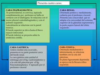 CARA DIAFRAGMATICA:
Es posterolateral, es convexa, tapizada
completamente por peritoneo se halla en
contacto con el diafragma. Se relaciona con el
receso pleural costodiafragmatico y con el
pulmón izquierdo .
Lateralmente se relaciona con la pared
torácica .
El borde superior se eleva hasta el 8tavo
espacio intercostal .
El borde inferior se proyecta sobre la
undécima costilla.
CARA RENAL:
Orientada postero y medialmente,
cubierta por el peritoneo visceral.
Presenta una concavidad que se
adapta a la convexidad del extremo
superior de la glándula suprarrenal y
la parte supero lateral del riñón
izquierdo.
CARA GASTRICA:
Antero medial esta excavada ,
presenta en su parte posterior cerca
del borde renal.
La cara gástrica esta unidad al
estómago por el lig. Gastroesplenico y
a la cola del páncreas por el lig.
Pancreatoesplenico. Y tapizado por el
peritoneo visceral
CARA COLICA.-
Orientada medialmente e
inferiormente, se relaciona
también con la cola del
páncreas.
Es plana ligeramente deprimida
se apoya con la flexura cólica
izquierda
Presenta cuatro caras:
 