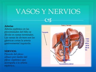 
VASOS Y NERVIOS
Arterias
Arteria esplénica en las
proximidades del hilio se
divide en ramas terminales.
Las ramas de divison son las
gástricas cortas la arteria
gastroomental izquierda.
NERVIOS:
Procede del plexo
celiaco por medio del
plexo esplénico que
acompaña a la arteria
esplénica.
 