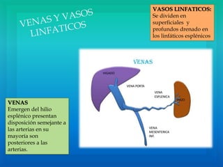 VENAS
Emergen del hilio
esplénico presentan
disposición semejante a
las arterias en su
mayoría son
posteriores a las
arterias.
VASOS LINFATICOS:
Se dividen en
superficiales y
profundos drenado en
los linfáticos esplénicos
 