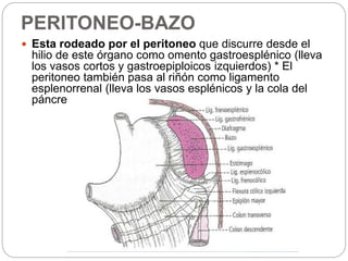 PERITONEO-BAZO
 Esta rodeado por el peritoneo que discurre desde el
hilio de este órgano como omento gastroesplénico (lleva
los vasos cortos y gastroepiploicos izquierdos) * El
peritoneo también pasa al riñón como ligamento
esplenorrenal (lleva los vasos esplénicos y la cola del
páncreas).
 