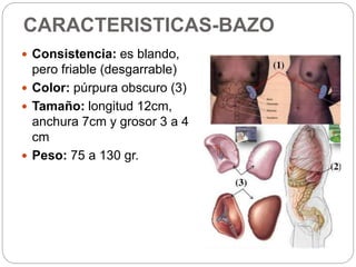 CARACTERISTICAS-BAZO
 Consistencia: es blando,
pero friable (desgarrable)
 Color: púrpura obscuro (3)
 Tamaño: longitud 12cm,
anchura 7cm y grosor 3 a 4
cm
 Peso: 75 a 130 gr.
 