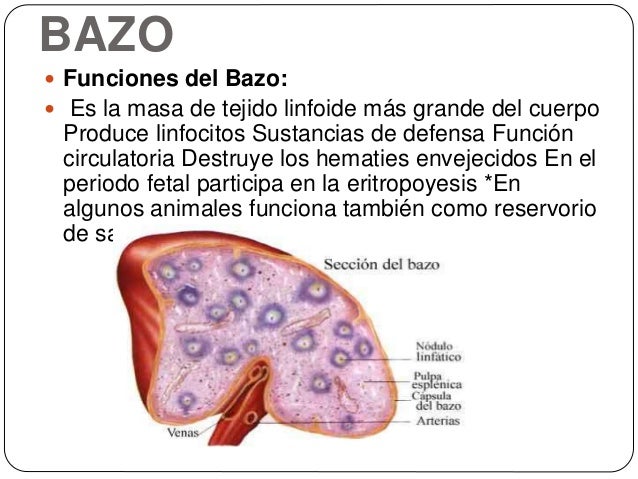 Bazo