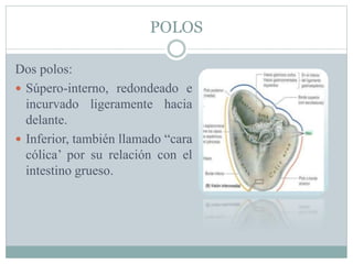 POLOS
Dos polos:
 Súpero-interno, redondeado e
incurvado ligeramente hacia
delante.
 Inferior, también llamado “cara
cólica’ por su relación con el
intestino grueso.
 