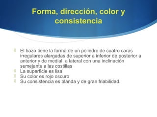 Forma, dirección, color y
consistencia
 El bazo tiene la forma de un poliedro de cuatro caras
irregulares alargadas de superior a inferior de posterior a
anterior y de medial a lateral con una inclinación
semejante a las costillas
 La superficie es lisa
 Su color es rojo oscuro
 Su consistencia es blanda y de gran friabilidad.
 