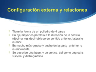 Configuración externa y relaciones
 Tiene la forma de un poliedro de 4 caras
 Su eje mayor es paralelo a la dirección de la costilla
(décima ) es decir oblicuo en sentido anterior, lateral e
inferior
 Es mucho más grueso y ancho en la parte anterior e
inferiormente.
 Se describe una base, y un vértice, así como una cara
visceral y diafragmática
 