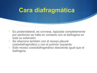 Cara diafragmática
 Es posterolateral, es convexa, tapizada completamente
por peritoneo se halla en contacto con el diafragma en
toda su extensión.
 Se relaciona también con el receso pleural
costodiafragmático y con el pulmón izquierdo
 Este receso costodiafragmático desciende igual que el
diafragma.
 