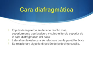 Cara diafragmática
 El pulmón izquierdo se detiene mucho mas
superiormente que la pleura y cubre el tercio superior de
la cara diafragmática del bazo
 Lateralmente esta cara se relaciona con la pared torácica
 Se relaciona y sigue la dirección de la décima costilla.
 