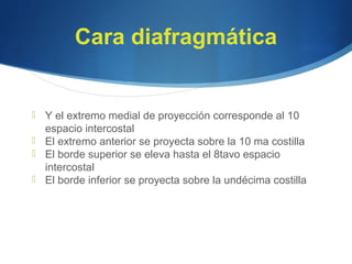 Cara diafragmática
 Y el extremo medial de proyección corresponde al 10
espacio intercostal
 El extremo anterior se proyecta sobre la 10 ma costilla
 El borde superior se eleva hasta el 8tavo espacio
intercostal
 El borde inferior se proyecta sobre la undécima costilla
 