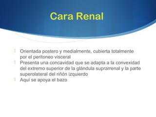 Cara Renal
 Orientada postero y medialmente, cubierta totalmente
por el peritoneo visceral
 Presenta una concavidad que se adapta a la convexidad
del extremo superior de la glándula suprarrenal y la parte
superolateral del riñón izquierdo
 Aquí se apoya el bazo
 