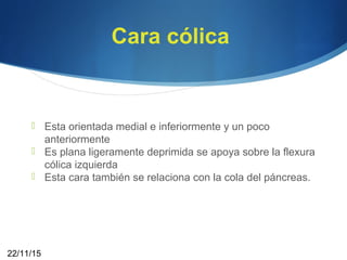 Cara cólica
 Esta orientada medial e inferiormente y un poco
anteriormente
 Es plana ligeramente deprimida se apoya sobre la flexura
cólica izquierda
 Esta cara también se relaciona con la cola del páncreas.
22/11/15
 