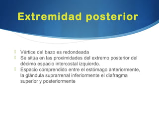 Extremidad posterior
 Vértice del bazo es redondeada
 Se sitúa en las proximidades del extremo posterior del
décimo espacio intercostal izquierdo.
 Espacio comprendido entre el estómago anteriormente,
la glándula suprarrenal inferiormente el diafragma
superior y posteriormente
 