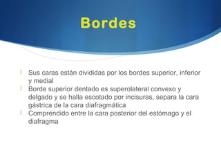 Bordes
 Sus caras están divididas por los bordes superior, inferior
y medial
 Borde superior dentado es superolateral convexo y
delgado y se halla escotado por incisuras, separa la cara
gástrica de la cara diafragmática
 Comprendido entre la cara posterior del estómago y el
diafragma
 