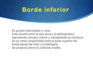 Borde inferior
 Es grueso redondeado y romo
 Esta situado entre la cara renal y la diafragmática
ligeramente cóncavo inferior y medialmente se introduce
en un canal comprendido entre la parte superior del
borde lateral del riñón y el diafragma
 Se proyecta sobre la undécima costilla
 