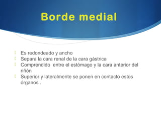 Borde medial
 Es redondeado y ancho
 Separa la cara renal de la cara gástrica
 Comprendido entre el estómago y la cara anterior del
riñón
 Superior y lateralmente se ponen en contacto estos
órganos .
 