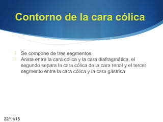 Contorno de la cara cólica
 Se compone de tres segmentos
 Arista entre la cara cólica y la cara diafragmática, el
segundo separa la cara cólica de la cara renal y el tercer
segmento entre la cara cólica y la cara gástrica
22/11/15
 