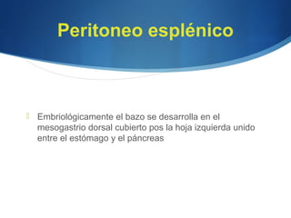 Peritoneo esplénico
 Embriológicamente el bazo se desarrolla en el
mesogastrio dorsal cubierto pos la hoja izquierda unido
entre el estómago y el páncreas
 