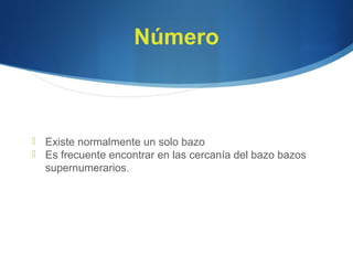 Número
 Existe normalmente un solo bazo
 Es frecuente encontrar en las cercanía del bazo bazos
supernumerarios.
 