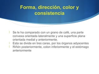 Forma, dirección, color y
consistencia
 Se le ha comparado con un grano de café, una parte
convexa orientada lateralmente y una superficie plana
orientada medial y anteriormente.
 Esta se divide en tres caras, por los órganos adyacentes
 Riñón posteriormente, colon inferiormente y el estómago
anteriormente
 
