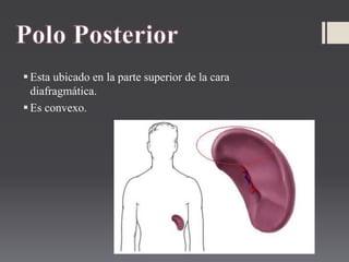 Esta ubicado en la parte superior de la cara
diafragmática.
Es convexo.
 