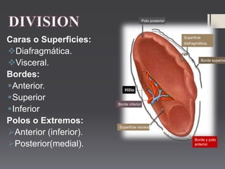 Caras o Superficies:
Diafragmática.
Visceral.
Bordes:
Anterior.
Superior
Inferior
Polos o Extremos:
Anterior (inferior).
Posterior(medial).
Polo posterior
Superficie
diafragmática.
Superficie visceral
Borde superior
Borde y polo
anterior.
Borde inferior
Hilio
 