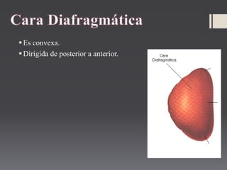 Es convexa.
Dirigida de posterior a anterior.
 