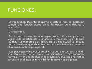 FUNCIONES:
·Eritropoyética: Durante el quinto al octavo mes de gestación
cumple una función activa en la formación de eritrocitos y
leucocitos.
·De reservorio.
·Por su microcirculación este órgano es un filtro complicado y
vigilante de las células de la sangre. Los eritrocitos, cuya vida dura
l20 días, transcurren 2 días dentro de la pulpa esplénica, el bazo
normal contiene 25 cc de eritrocitos pero relativamente pocos se
eliminan durante su paso por él.
Las plaquetas y leucocitos recubiertos con anticuerpos también
son eliminados por el bazo. Las plaquetas en circunstancias
normales viven unos l0 días en la circulación, en estado normal se
secuestra en el bazo un tercio del fondo común de plaquetas.
 