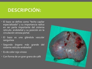 DESCRIPCIÓN:
 El bazo se define como “lecho capilar
especializado” y su importancia radica
en ser parte importante del sistema
reticulo- endotelial y su posición en la
circulación venosa portal.
 El bazo es una glándula vascular
sanguínea
 Segundo órgano más grande del
sistema retículo-endotelial
 Es de color rojo vinoso
 Con forma de un gran grano de café
 