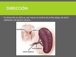 DIRECCIÓN
 Su dirección es oblicua, eje mayor se inclina de arriba abajo, de atrás
adelante y de dentro afuera.
 