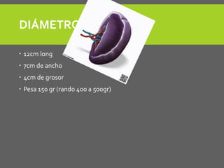 DIÁMETRO:
 12cm long
 7cm de ancho
 4cm de grosor
 Pesa 150 gr (rando 400 a 500gr)
 